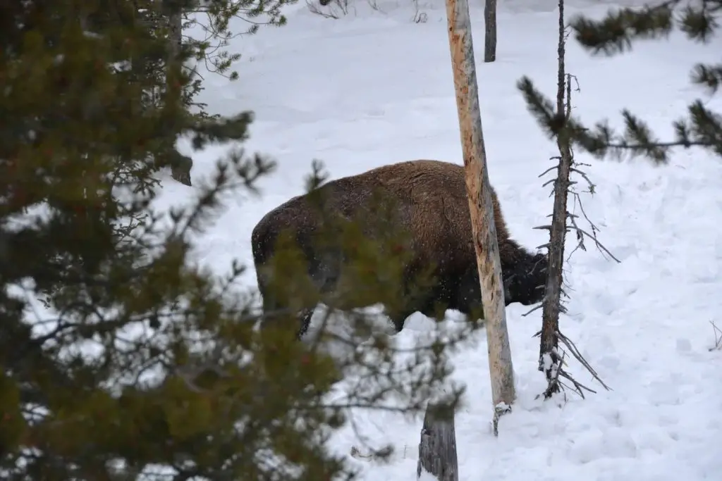 Buffalo in Jackson Hole in Winter