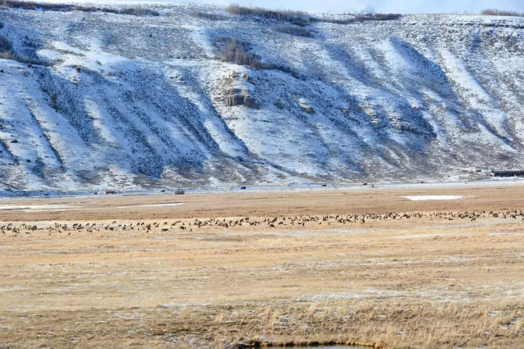 The National Elk Reserve 