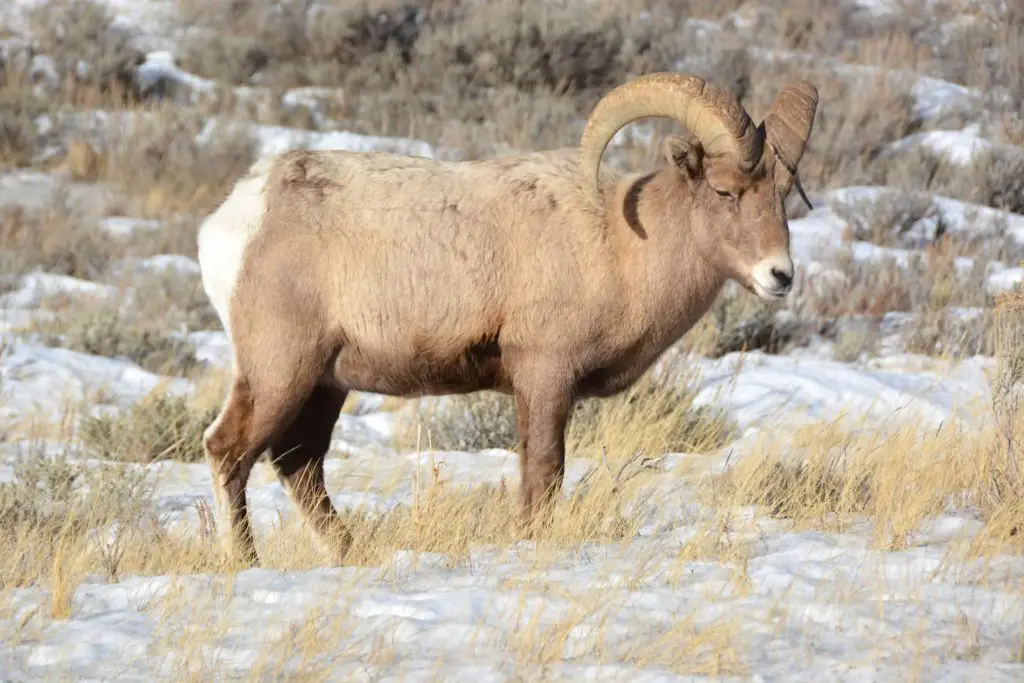 Sheep in Jackson Hole in winter