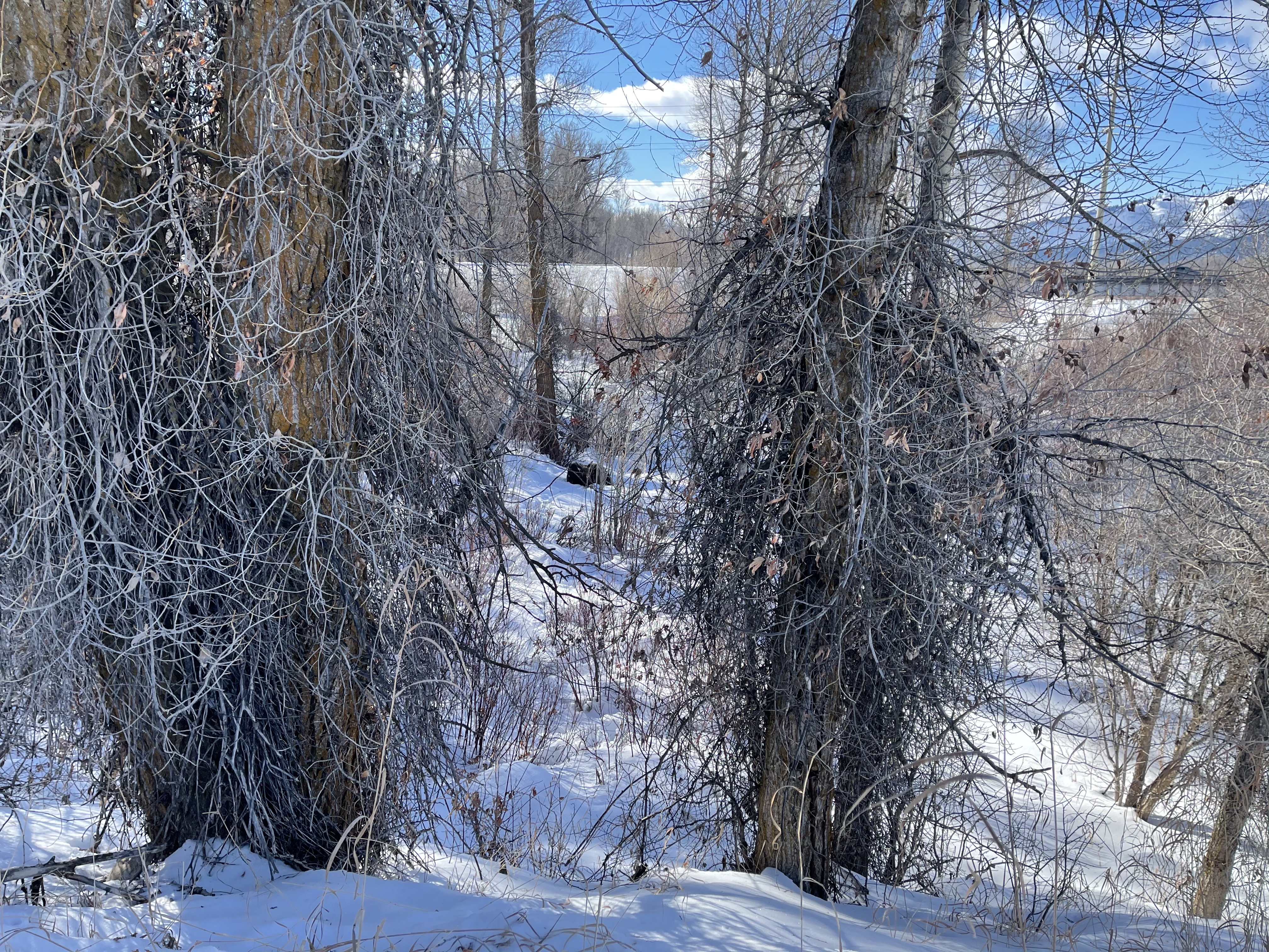 Moose spotting from the park in Jackson Hole.