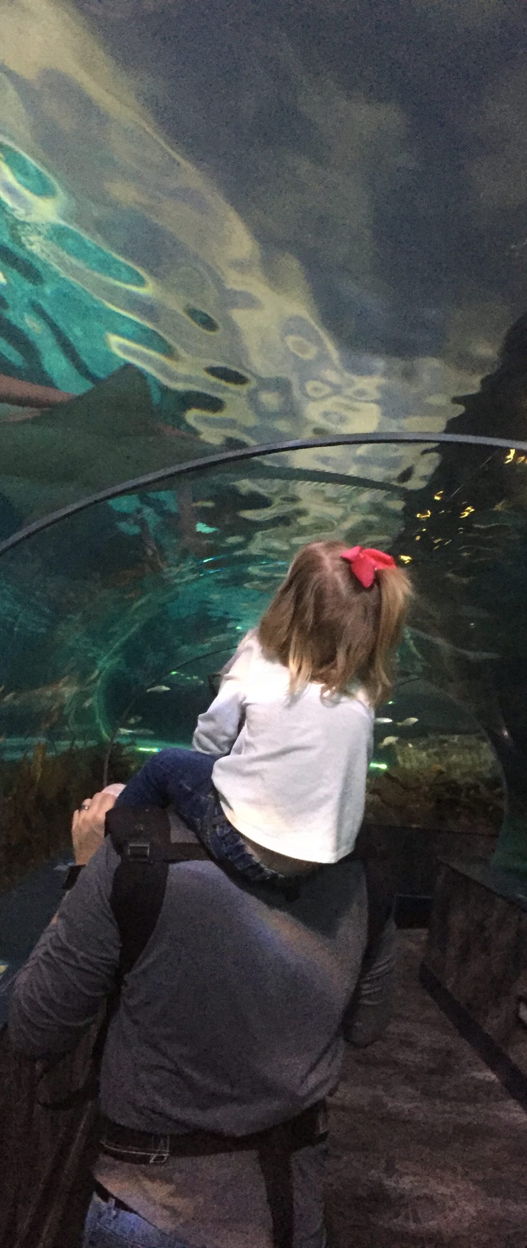 Explore under the sea as a family at the aquarium. 