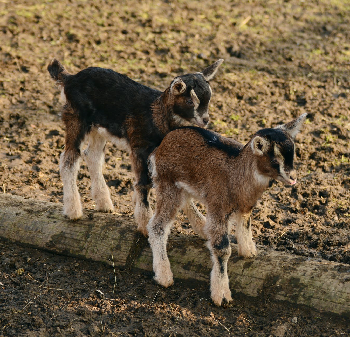 Visit a petting zoo as a fun family activity. 