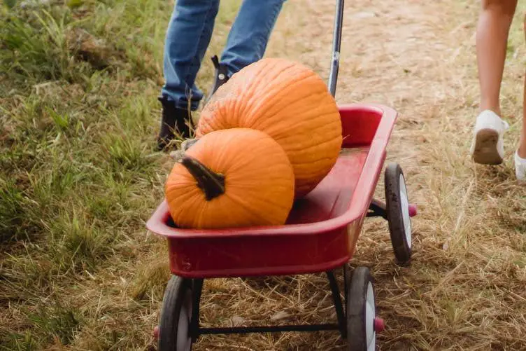 happy woman with daughter in pumpkin field