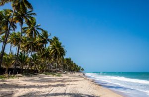 green palm trees on beach shore