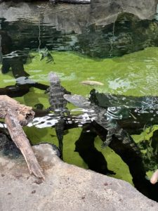 Crocodiles at Parque de las ciencias in Granada, Spain