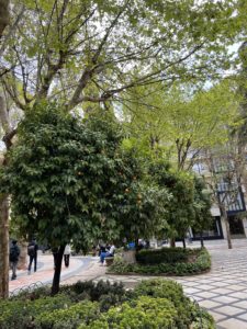 Orange Trees in Granada, Spain