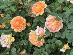 Roses of Parque Garcia Lorca in Granada, Spain