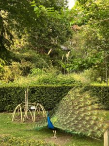 Peacock at Kyoto Garden in Holland Park London