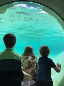 The penguin pool at the London Zoo