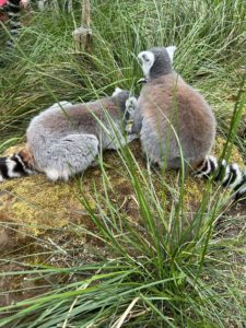 Lemurs at the London Zoo