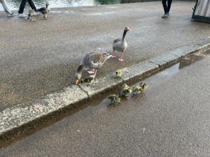 Geese and baby goslings at Hyde Park