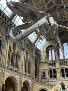 Blue Whale skeleton at London's Natural History Museum