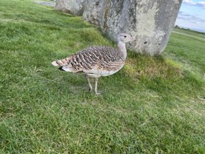 Gertrude at Stonehenge