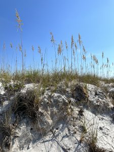 grasses at shell island