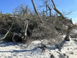 Shell Island naturescape