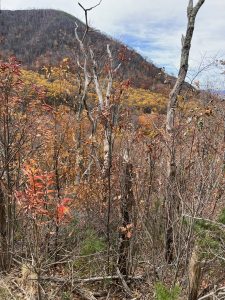 Fall foliage in Gatlinburg, TN