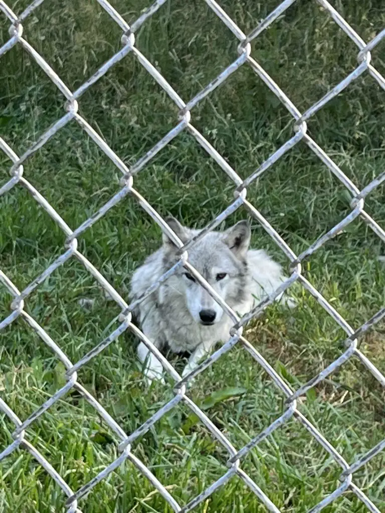 Wolf Park