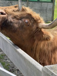 Scottish Highland Cow looking over a fence