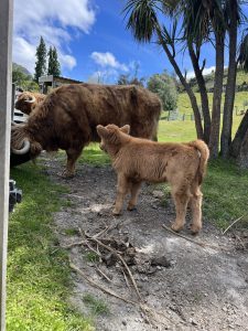 Scottish Highland Cow and calf