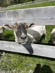 Sheep sticking its head through a fence
